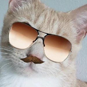 Meet your Posher, Jayne